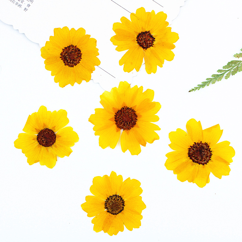 Dried Flower Bookmark - 24個入り、天然の切り花（菊）を圧縮した花材。DIYレジンアート、フォトフレーム、ブックマーク、デスクランプ、ドライフラワークラフトの材料として。