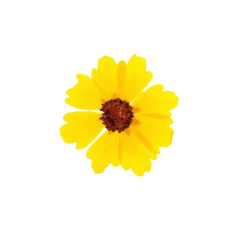 24個入り、天然の切り花（菊）を圧縮した花材。DIYレジンア - Dried Flower Bookmark のレビューと価格